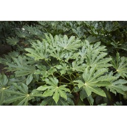 Aralia / Fastia du japon