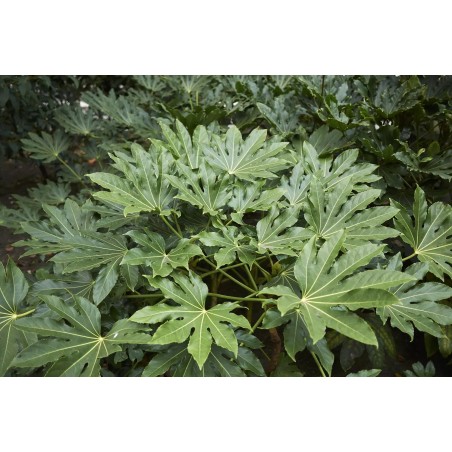 Aralia / Fastia du japon