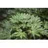 Aralia / Fastia du japon