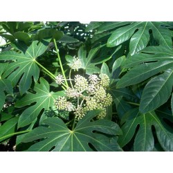Aralia / Fastia du japon
