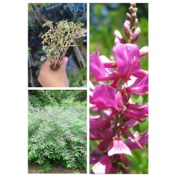 Indigofera geradiana