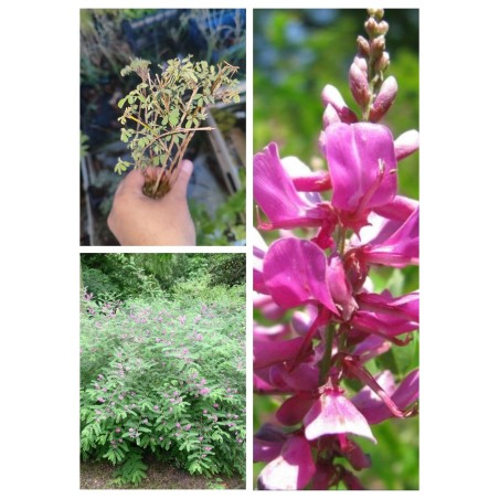 Indigofera geradiana