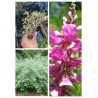 Indigofera geradiana