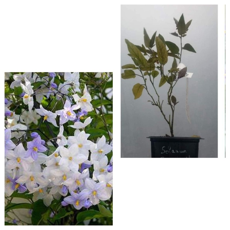 Solanum jasminoides à fleurs blanches et bleu