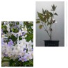 Solanum jasminoides à fleurs blanches et bleu