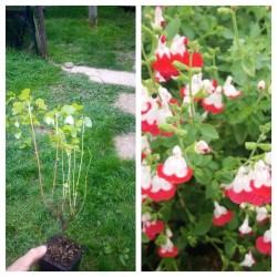 Sauge arbustive - Salvia microphylla Hot Lips