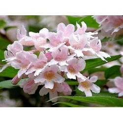 Kolwitzia / Buisson de beauté