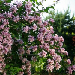 Kolwitzia / Buisson de beauté