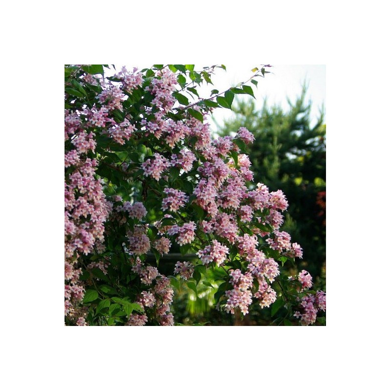 Kolwitzia / Buisson de beauté