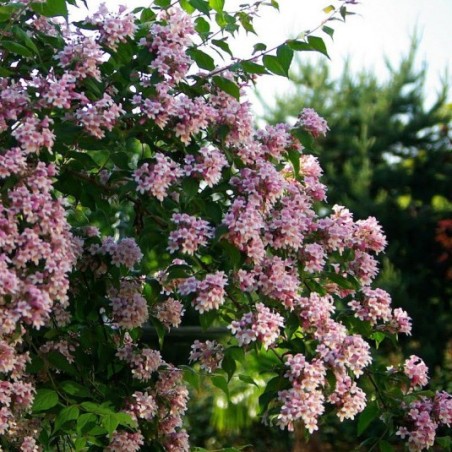 Kolwitzia / Buisson de beauté