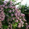 Kolwitzia / Buisson de beauté
