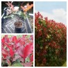Photinia l Volcano