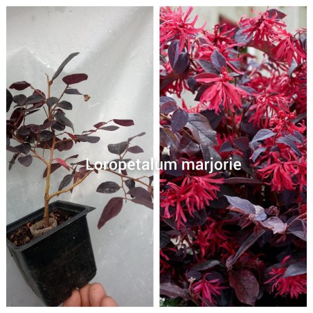 Loropetalum Marjorie