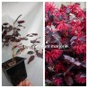 Loropetalum Marjorie