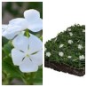 Pervenche blanche