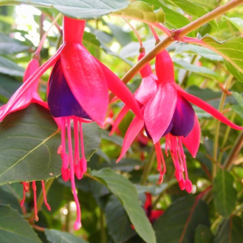 Fuchsia contraste