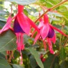 Fuchsia contraste