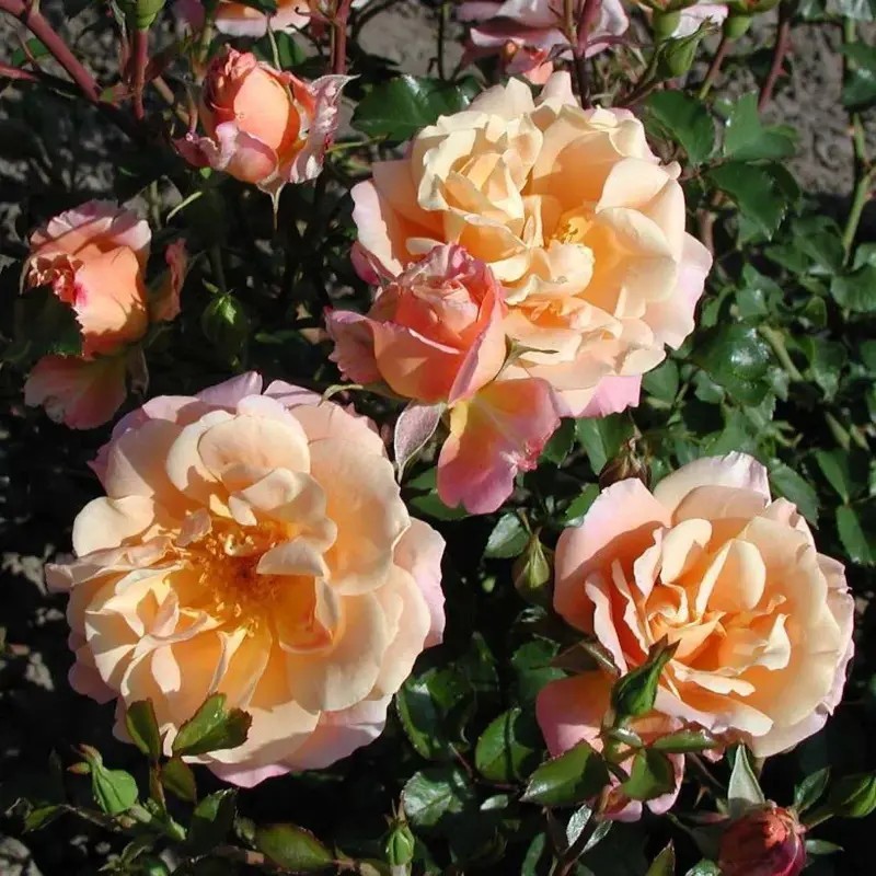 Rosier Abricot