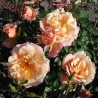 Rosier Abricot