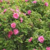 Rosier rugosa Angelia Eglantine