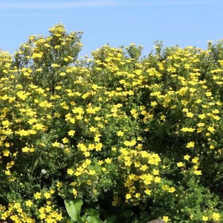Potentilla fruticosa Goldteppich - Potentille arbustive