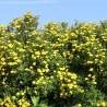 Potentilla fruticosa Goldteppich - Potentille arbustive