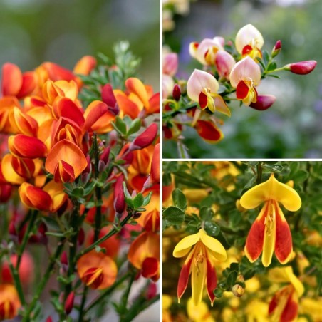 Genêt à balais cytisus scoparius red favorite