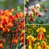 Genêt à balais cytisus scoparius red favorite