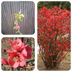Cognassier du Japon Rubra