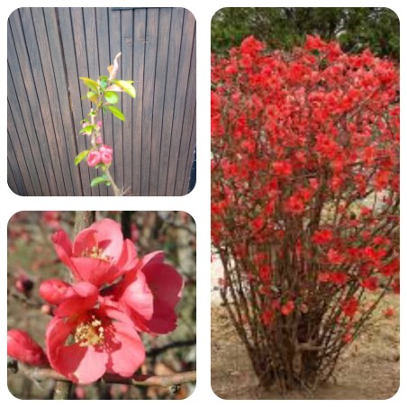 Cognassier du Japon Rubra