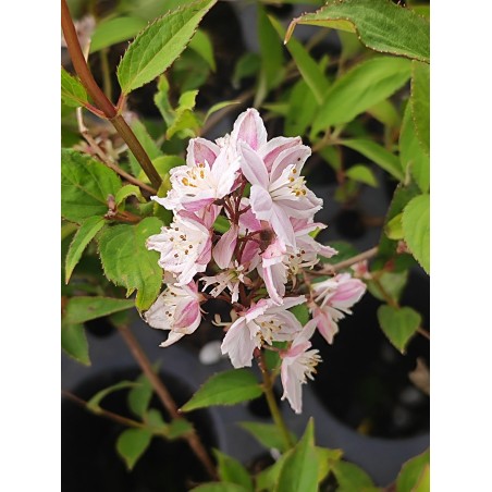 DEUTZIA rosea x Carminea