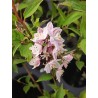 DEUTZIA rosea x Carminea
