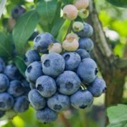 Myrtille Spartan - Vaccinium corymbosum Spartan