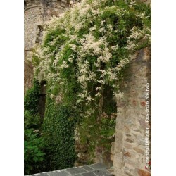 Renouée grimpante - Fallopia aubertii - Polygonum