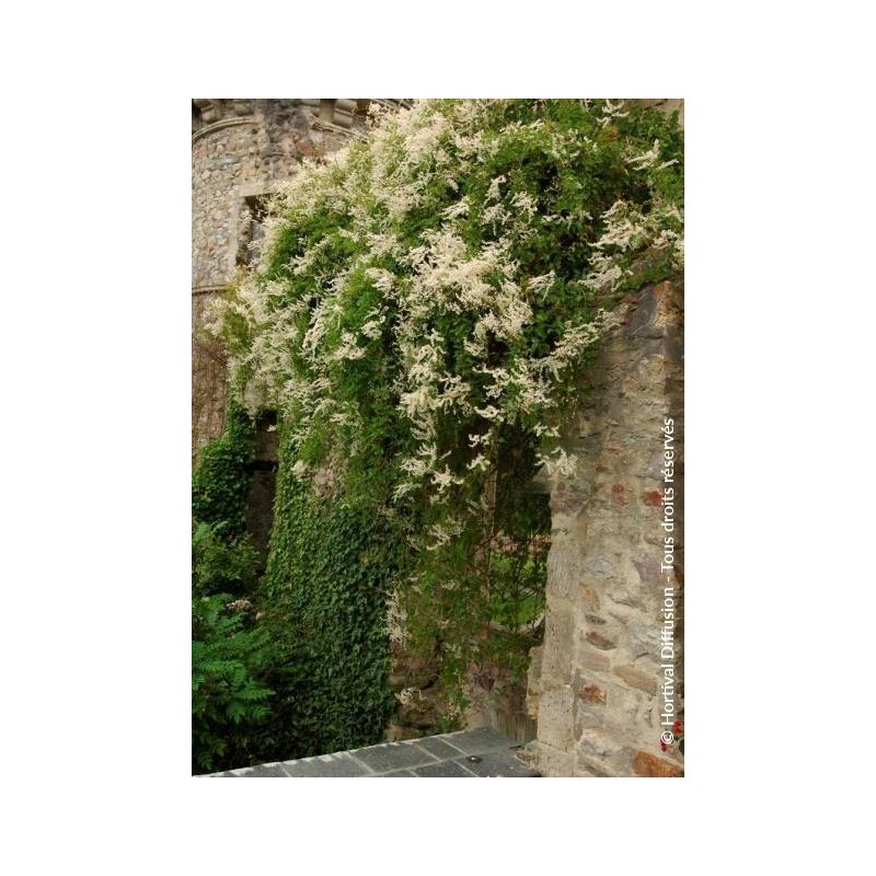 Renouée grimpante - Fallopia aubertii - Polygonum