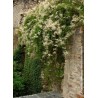 Renouée grimpante - Fallopia aubertii - Polygonum
