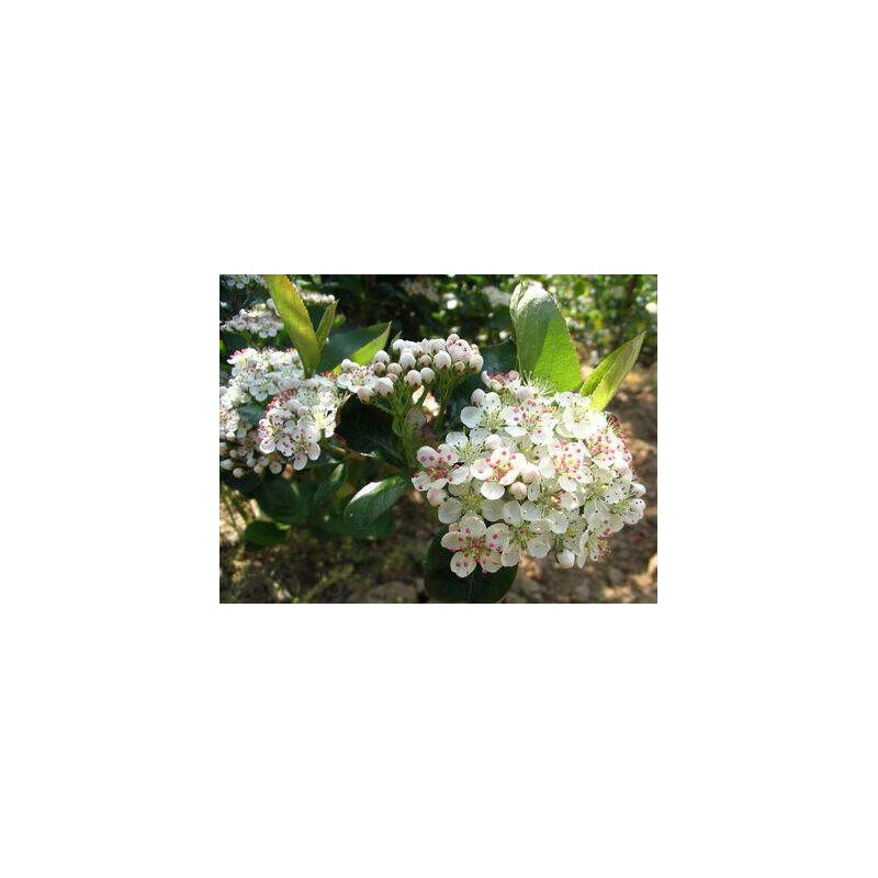 Aronia Melanocarpa