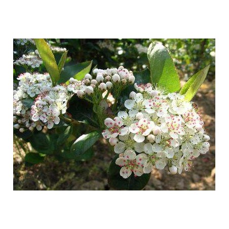 Aronia Melanocarpa