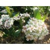 Aronia Melanocarpa