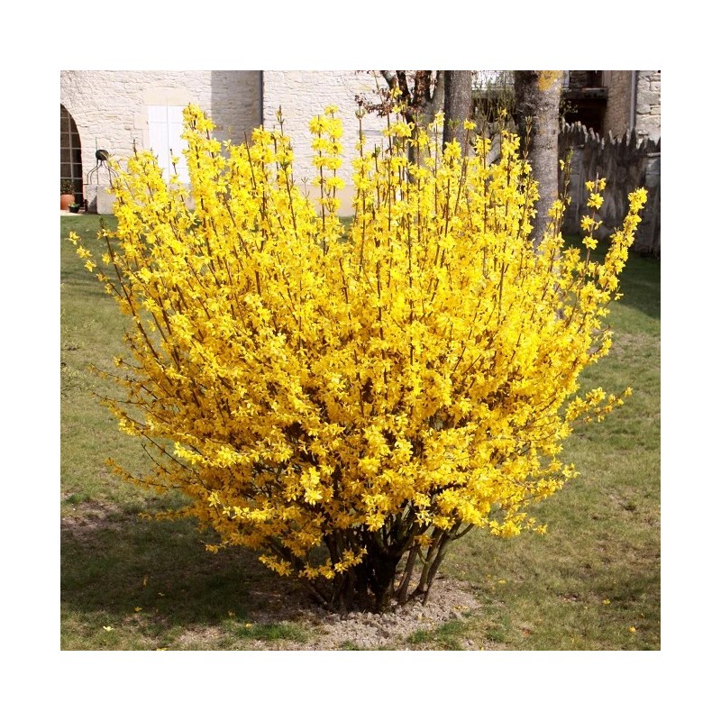 Forcythia