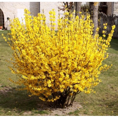 Forcythia