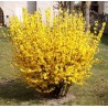Forcythia