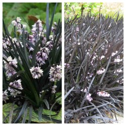 Ophiopogon planiscapus Nigrescens - Barbe de serpent