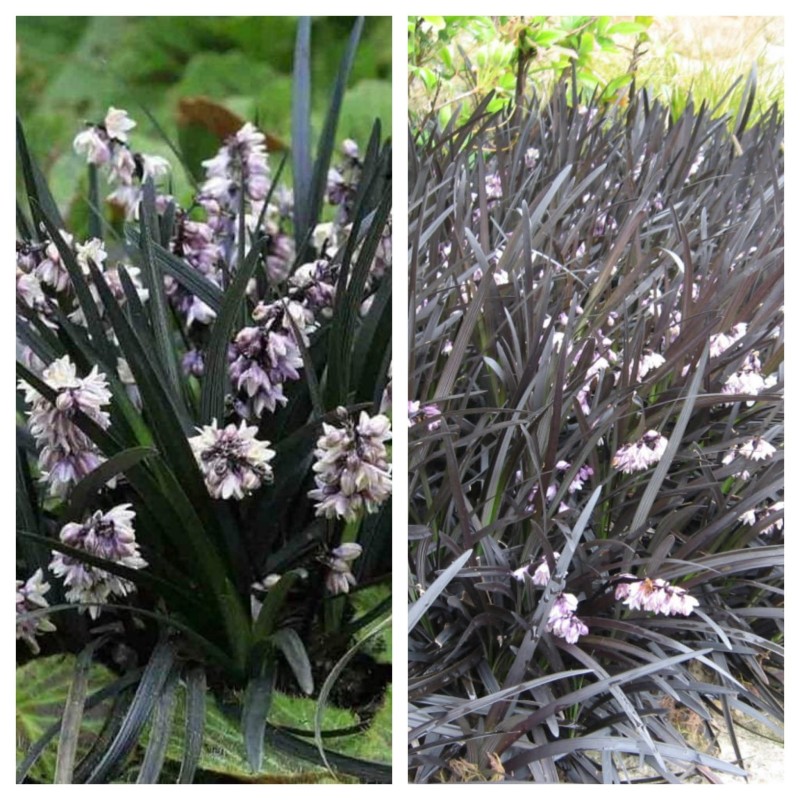Ophiopogon planiscapus Nigrescens - Barbe de serpent