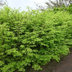 Euonymus alatus - Fusain ailé