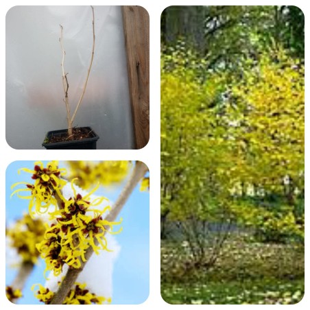 Hamamelis virginiana - Noisetier de sorcière de Virginie