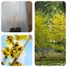 Hamamelis virginiana - Noisetier de sorcière de Virginie